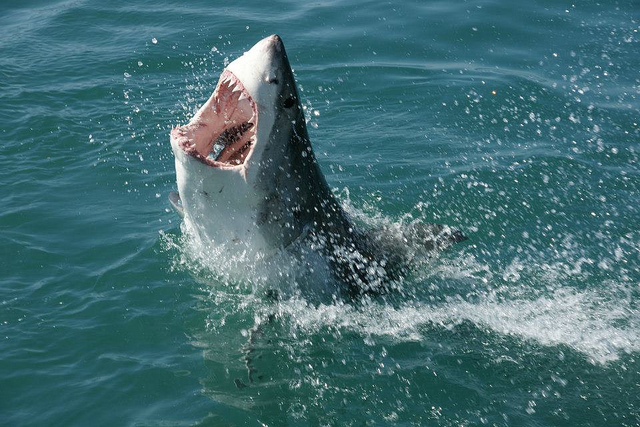 Shark Attacks and Sentiment in South Africa and the United States