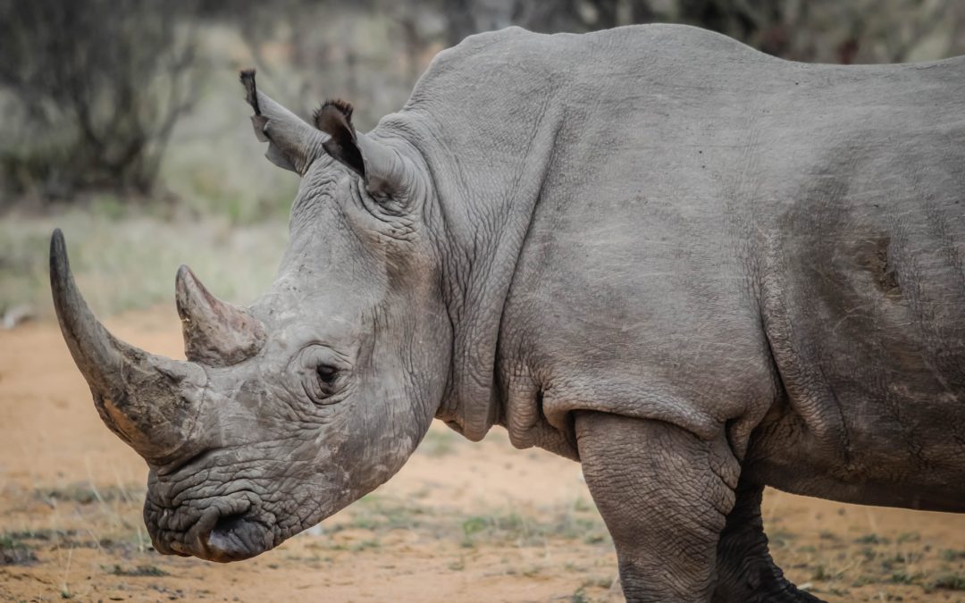 The Dwindling Rhinos of South Africa