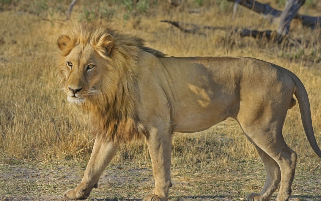 How Social Media Helped South Africa’s Sylvester the Lion Escape Death