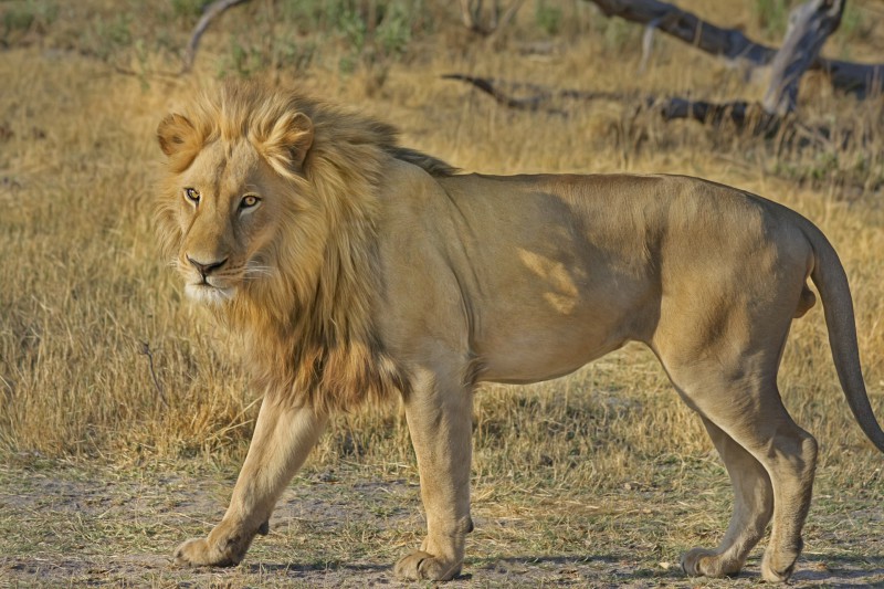 On-the-run South African lion Sylvester offered last-minute reprieve