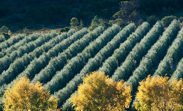 The olive trees of Oakhurst Olives. Source: Oakhurst Olives.