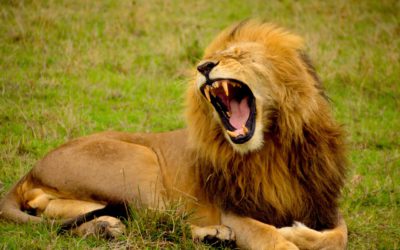 Circus Lions Find Freedom in Emoya Big Cat Sanctuary
