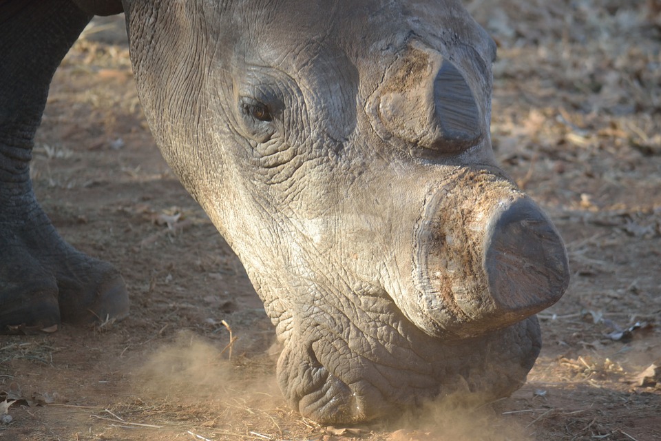 Rhino Poaching Runs Rampant in South Africa